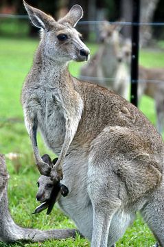 Moederlijke tederheid in Australië van Frank Photos