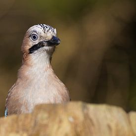 een vlaamse gaai duikt op van Stobbe; natuurfotografie