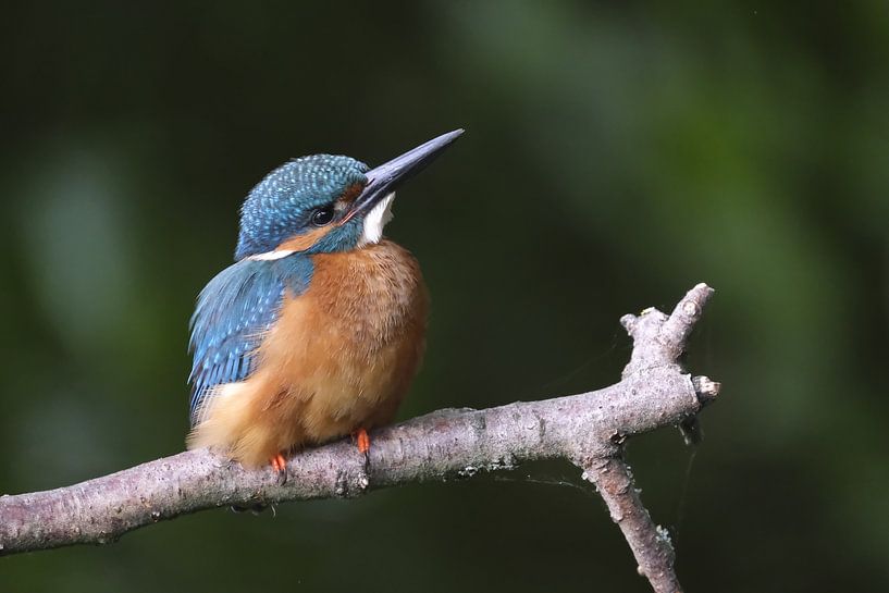 Kingfisher on branch by Wim van der Meule