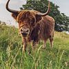 Schotse Hooglander van Jochem van der Blom