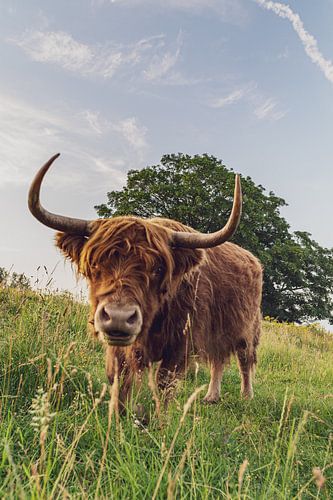 Schottischer Highlander