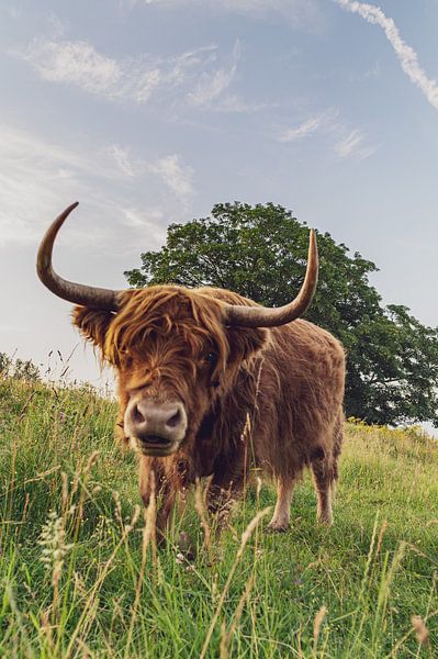 Scottish Highlander by Jochem van der Blom