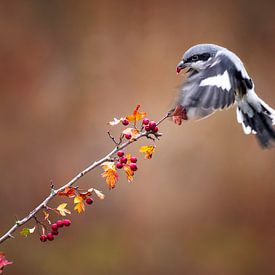 Pie-grièche aux couleurs de l'automne sur Jessica Blokland van Diën