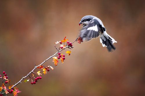 Raubwürger in Herbstfarben