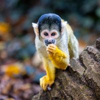 Black-capped squirrel monkey