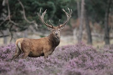 Red deer mating season 