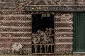 Nieuwsgierige kalveren van Ans Bastiaanssen