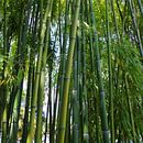 Bambus von Gabi Siebenhühner Miniaturansicht