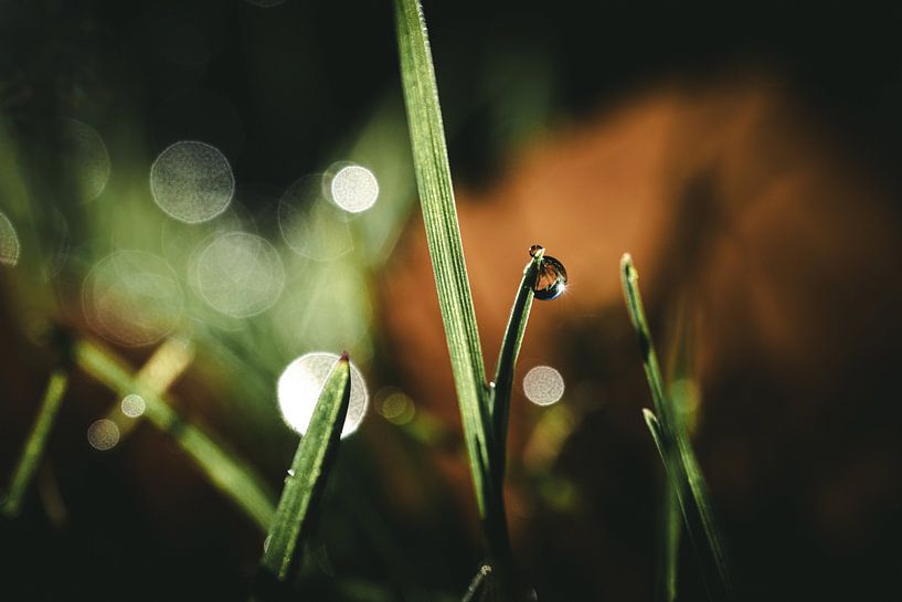 Dewdrops on the grass by Jan