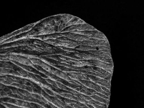 Macrofotografie | Esdoorn zaadje