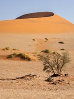 Dune curve - Sossusvlei