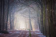 Bospad op Dwingelderveld in het vroege zonlicht. van Anneke Hooijer thumbnail