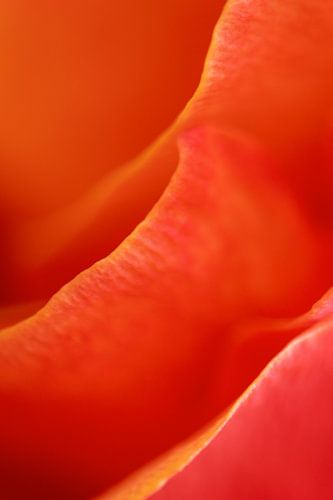 Floral abstract 1