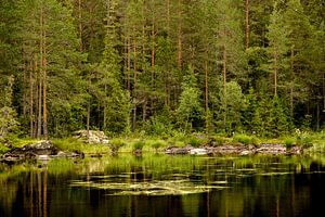 weerspiegeling van bomen van Karijn | Fine art Natuur en Reis Fotografie