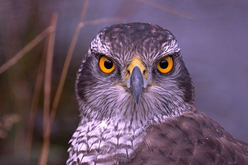 Havik met prachtige oranje ogen