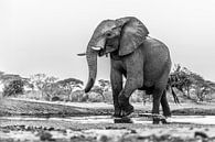 Portret Afrikaanse olifant (Loxodonta) bij een drinkwaterpoel van Remco Donners thumbnail
