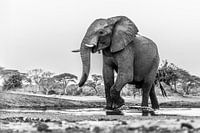 Portrait African elephant (Loxodonta) at a drinking waterhole