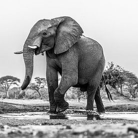 Portrait African elephant (Loxodonta) at a drinking waterhole by Remco Donners
