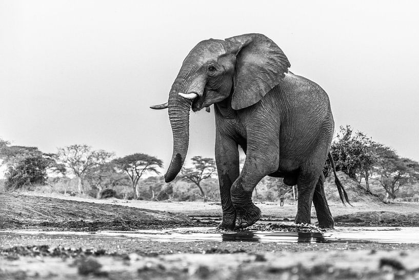 Portret Afrikaanse olifant (Loxodonta) bij een drinkwaterpoel van Remco Donners