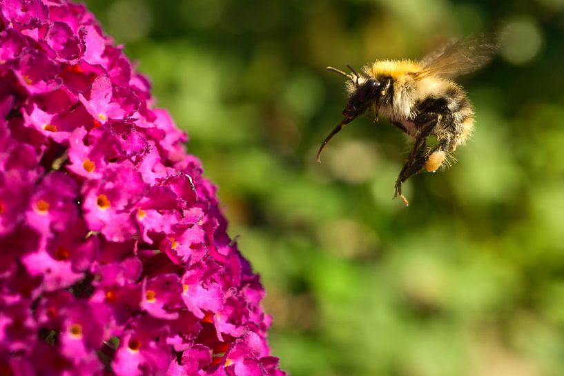 Hommel op een bloem die nectar verzamelt van Martin Köbsch