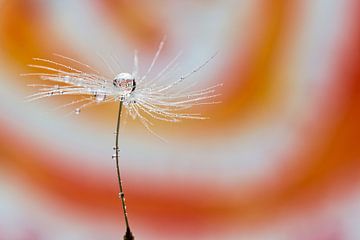 Dandelion orange by Miranda van Hulst