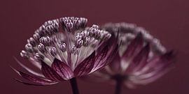 Panorama of Zeeuws knoopje  (Astrantia Major) with reflection by Marjolijn van den Berg