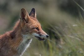 Rotfuchs von Leon Brouwer