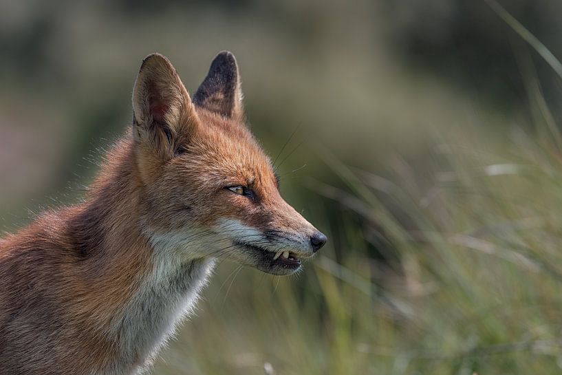 Red fox by Leon Brouwer
