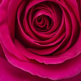 Gros plan, rose rose sur Arie de Korte
