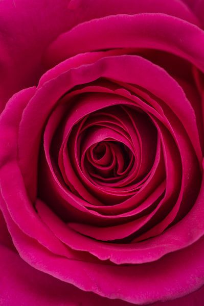 Gros plan, rose rose par Arie de Korte