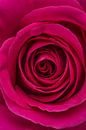 Close up van een roze roos van Arie de Korte thumbnail
