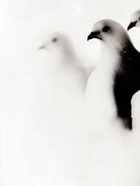 3 Tauben von Franka Poulain