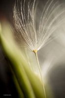 Floret in the sun 1 