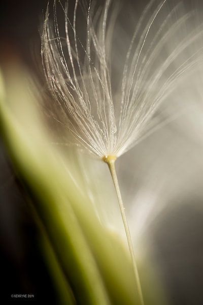 Floret in the sun 1  par Henry van Schijndel