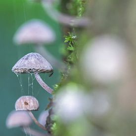 Mushroom by Peter van Dongen