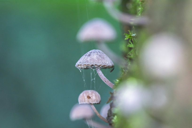 Pilz von Peter van Dongen