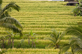 Die grünen Reisterrassen von Jatiluwih, Bali von Fotos by Jan Wehnert