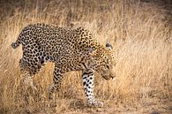 Leopard (3) von Mayra Fotografie Miniaturansicht
