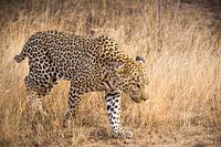 Leopard (3)