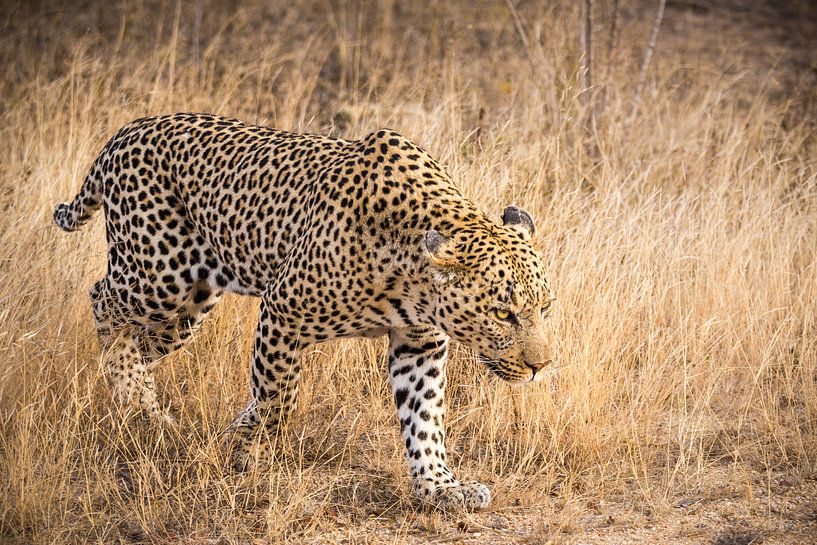 Leopard (3) von Mayra Fotografie