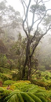 Regenwoud van Hawaii (deel 2 van drieluik) van Ellis Peeters