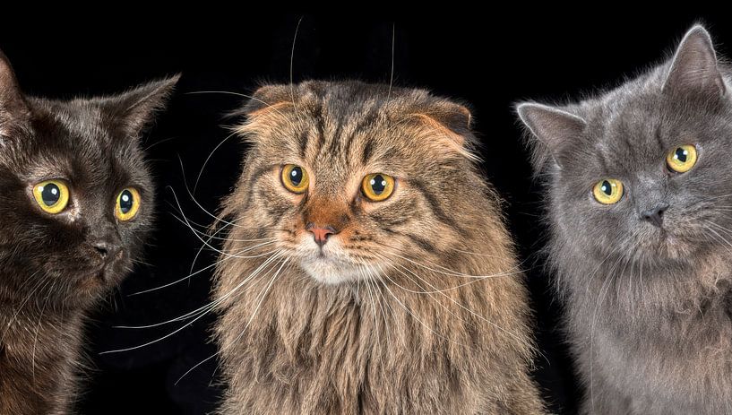 Cats by Tony Wuite