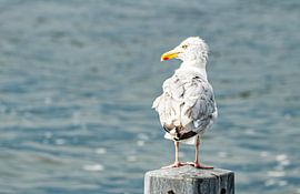 Solange Ihr Haar in Ordnung ist von By Marjolein Design