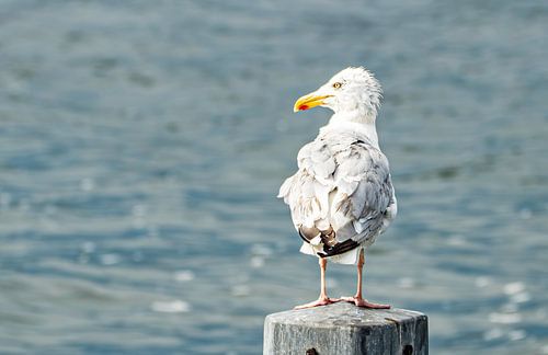 As long as your hair's all right