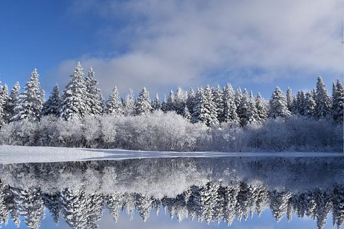 Première neige sur la forêt