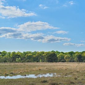 Lente op het Leersumse Veld van Richard de Boorder