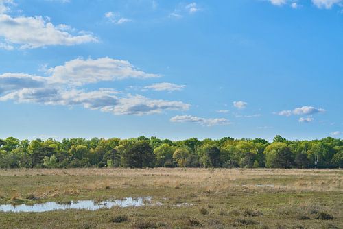 Lente op het Leersumse Veld