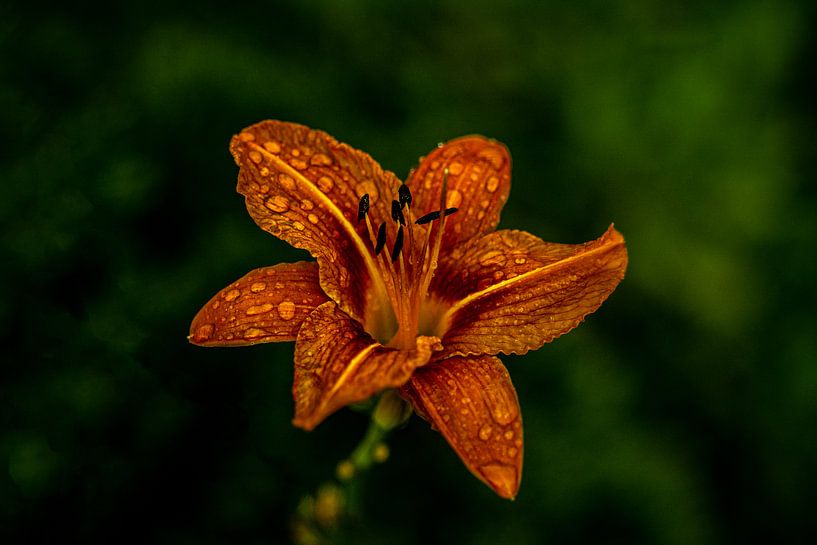 On the way in nature by Johnny Flash