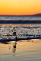 Serenity at Sunset