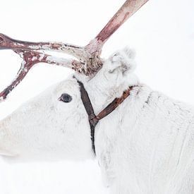 Wit rendier met gewei in Fins Lapland van Melissa Peltenburg